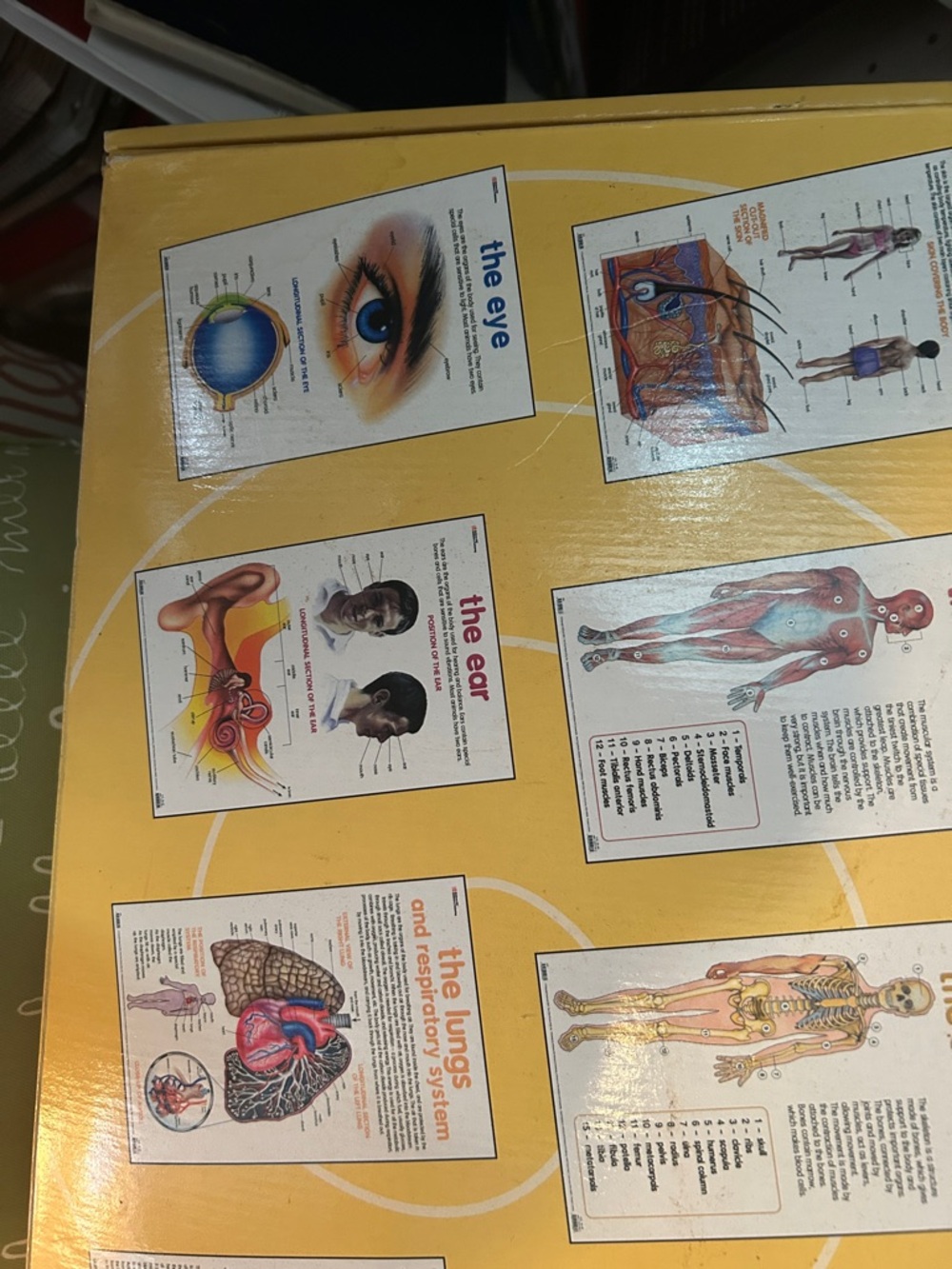 Human Anatomy Posters Set - Yellow -